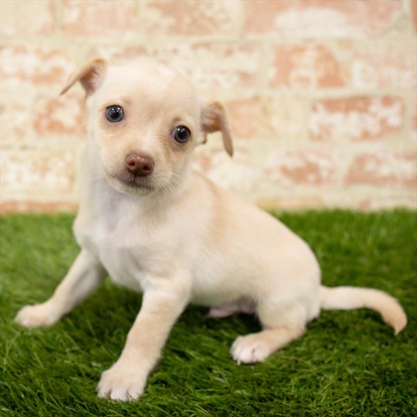 Chihuahua DOG Male Cream 5680 Petland Robinson, PA