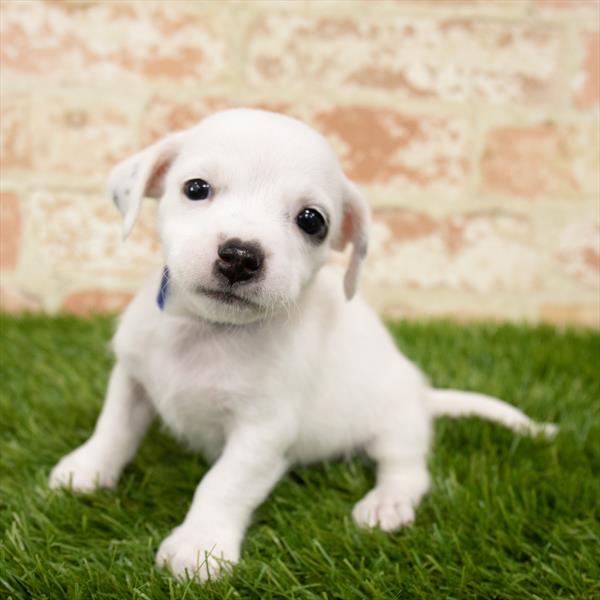 Chiweenie-DOG-Female-White-5681-Petland Robinson, Pittsburgh, PA