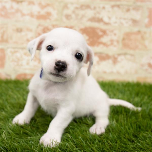 Chiweenie DOG Female White 5681 Petland Robinson, PA