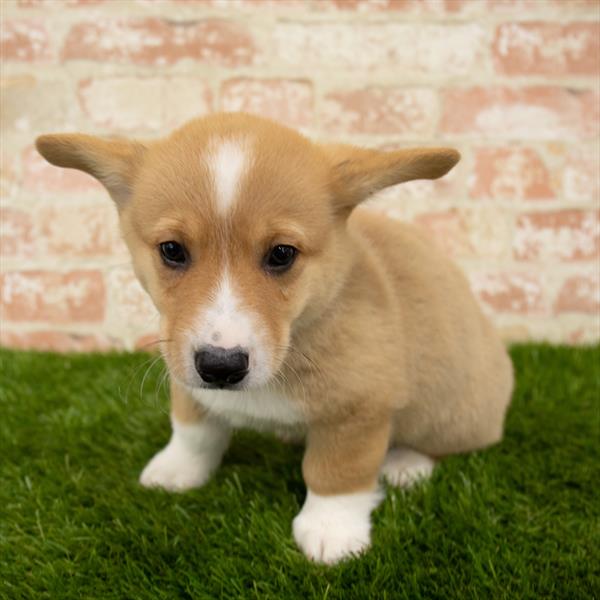 Pembroke Welsh Corgi DOG Male Red / White 5682 Petland Robinson, PA