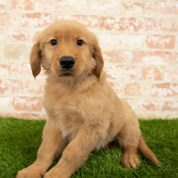 Golden Retriever-DOG-Male-Golden-5683-Petland Robinson, Pittsburgh, PA