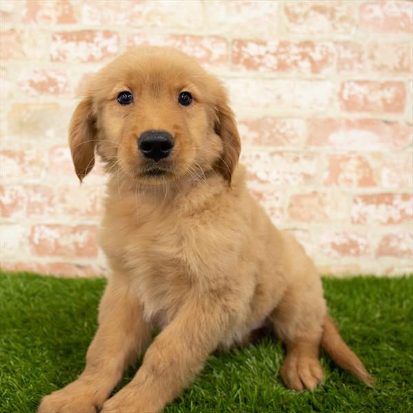 Golden Retriever DOG Male Golden 5683 Petland Robinson, PA