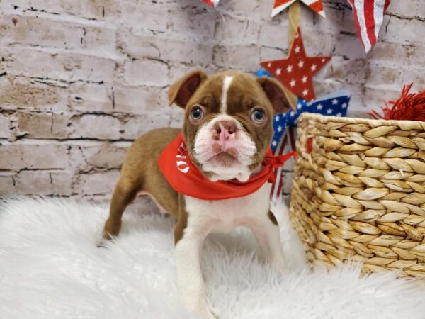 Boston Terrier-DOG-Male-Seal and White-5684-Petland Robinson, Pittsburgh, PA
