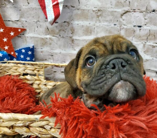 English Bulldog-DOG-Male-Red Brindle-5690-Petland Robinson, Pittsburgh, PA