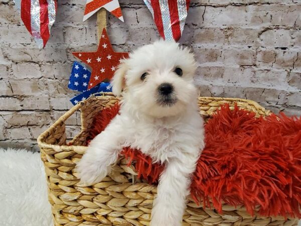 Maltese DOG Male White 5685 Petland Robinson, PA