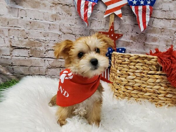 Morkie-DOG-Female-Gold-5686-Petland Robinson, Pittsburgh, PA