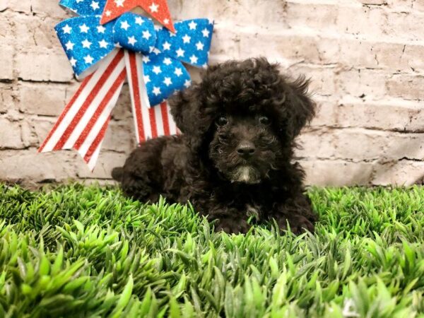 Poodle DOG Male Black 5687 Petland Robinson, PA