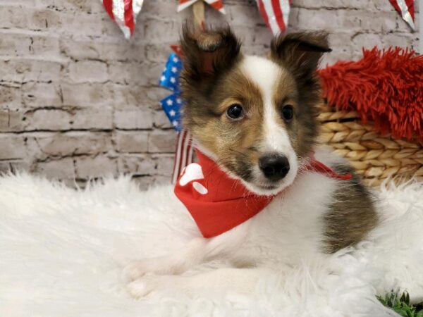 Sheltie DOG Male Sable and White 5688 Petland Robinson, PA