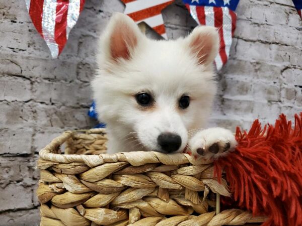 American Eskimo DOG Female White 5689 Petland Robinson, PA