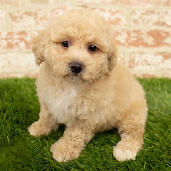 Maltipoo-DOG-Male-Apricot-5713-Petland Robinson, PA