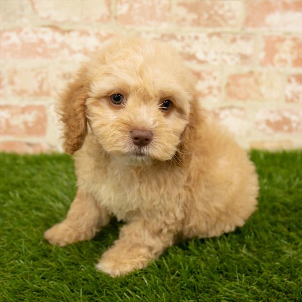 Cockapoo-DOG-Female-Apricot-5714-Petland Robinson, Pittsburgh, PA