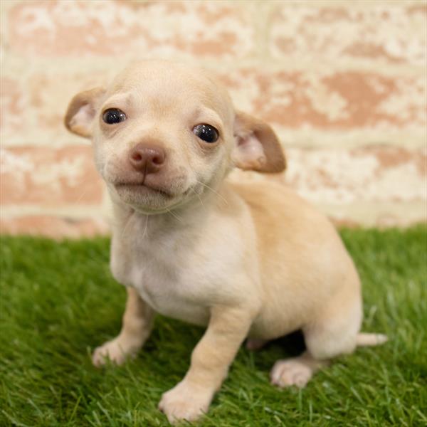 Chihuahua-DOG-Male-Cream-5716-Petland Robinson, Pittsburgh, PA