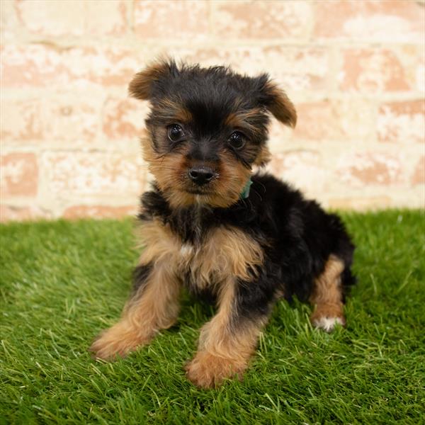 Yorkie-DOG-Female-Black / Tan-5718-Petland Robinson, Pittsburgh, PA