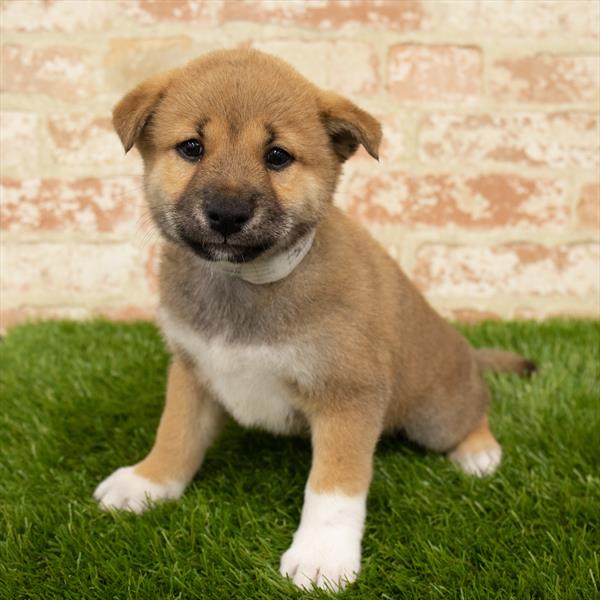 Shiba Inu-DOG-Male-Red Sesame-5719-Petland Robinson, Pittsburgh, PA
