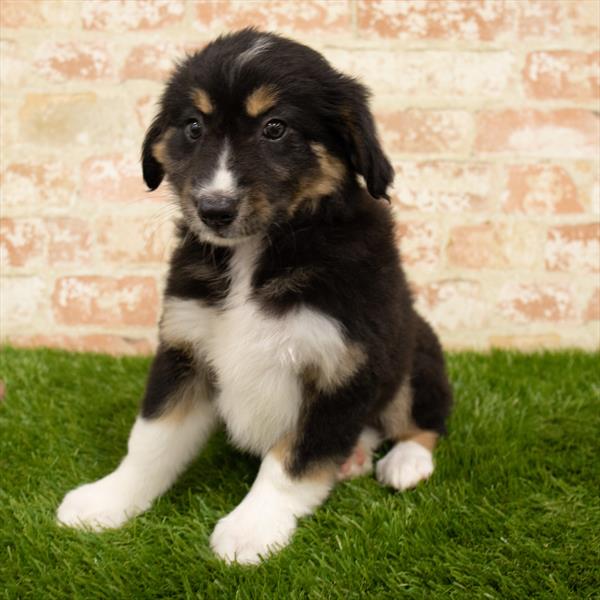 Australian Shepherd-DOG-Female-Black-5720-Petland Robinson, Pittsburgh, PA