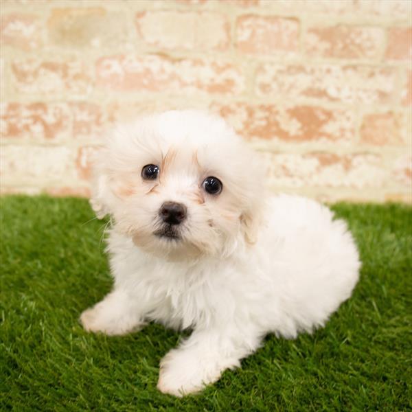 Teddy Bear DOG Male White 5721 Petland Robinson, PA