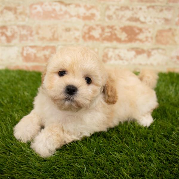 ShizaPoo DOG Female Cream 5722 Petland Robinson, PA