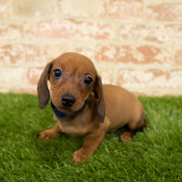 Dachshund-DOG-Male-Red-5723-Petland Robinson, Pittsburgh, PA