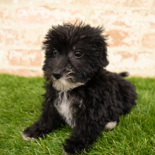 Yochon-DOG-Male-Black / White-5724-Petland Robinson, PA