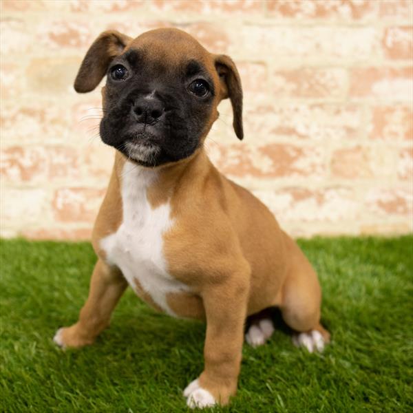 Boxer-DOG-Female-Fawn-5725-Petland Robinson, Pittsburgh, PA