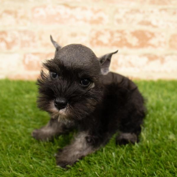 Mini Schnauzer DOG Female Salt / Pepper 5726 Petland Robinson, PA