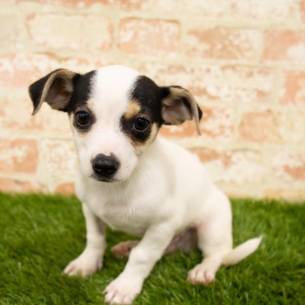 Chiweenie-DOG-Male-Black White / Tan-5727-Petland Robinson, PA