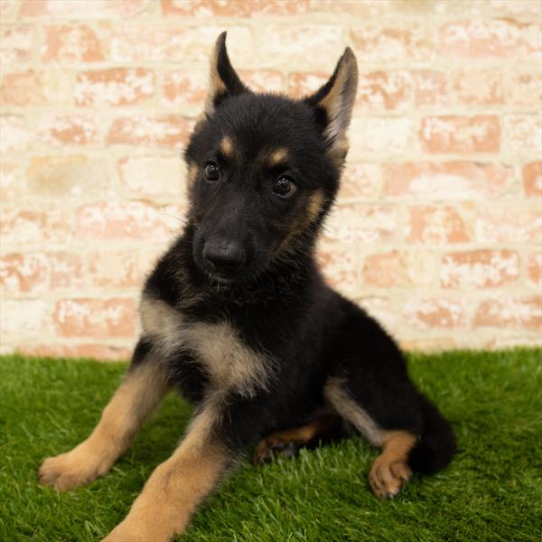 German Shepherd-DOG-Female-Black / Tan-5728-Petland Robinson, Pittsburgh, PA
