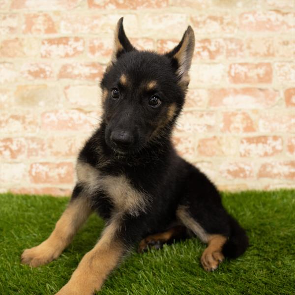 German Shepherd DOG Female Black / Tan 5728 Petland Robinson, PA