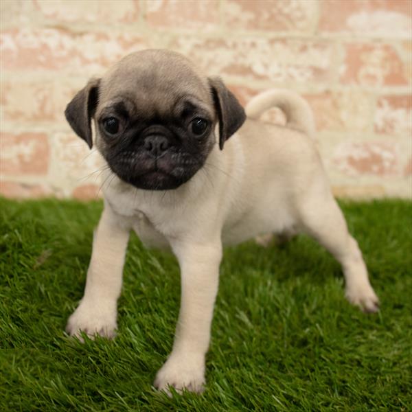 Pug DOG Female Fawn 5729 Petland Robinson, PA