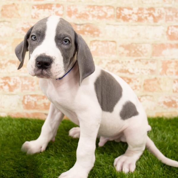 Great Dane DOG Male Blue 5730 Petland Robinson, PA