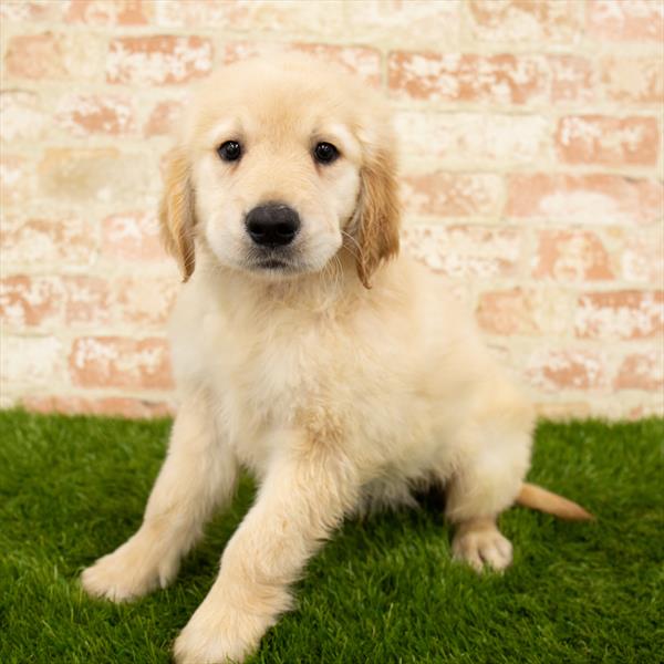 Golden Retriever-DOG-Male-Golden-5731-Petland Robinson, Pittsburgh, PA