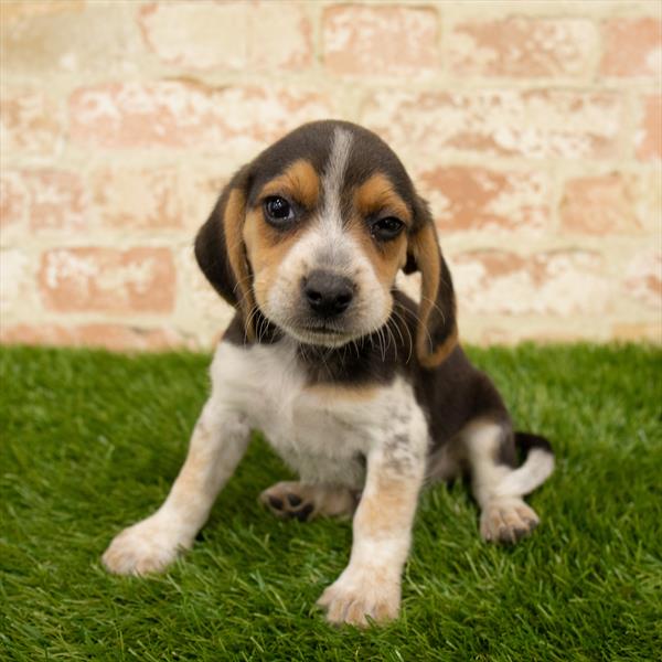 Beagle DOG Male Black Tan / White 5732 Petland Robinson, PA