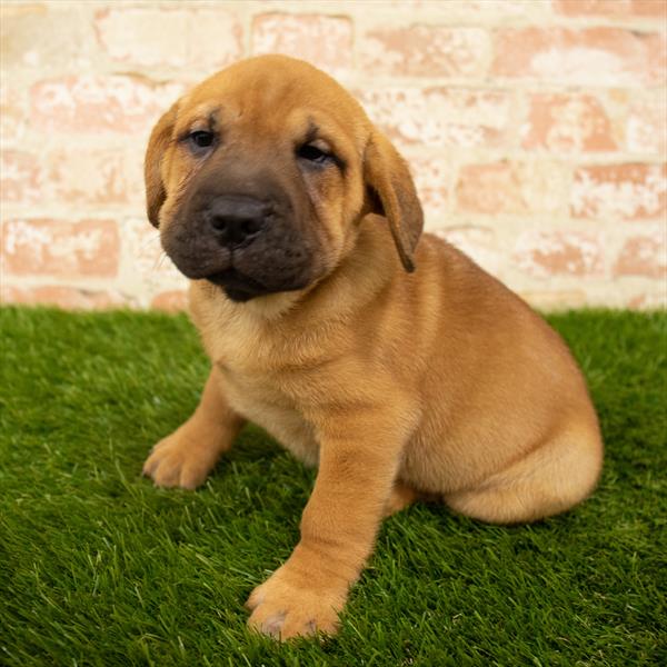 Sharpeagle-DOG-Female-Red-5733-Petland Robinson, PA