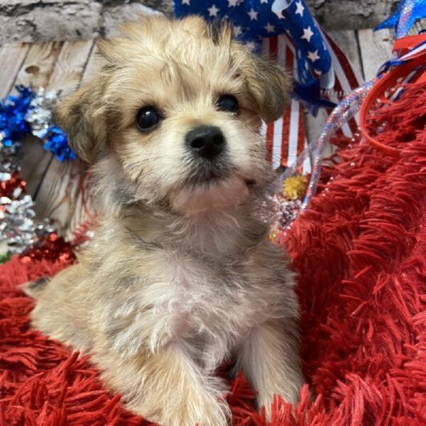 Yorkie-Poo-DOG-Male-Golden-5712-Petland Robinson, Pittsburgh, PA