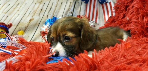 Dachshund DOG Female Wild Boar 5715 Petland Robinson, PA