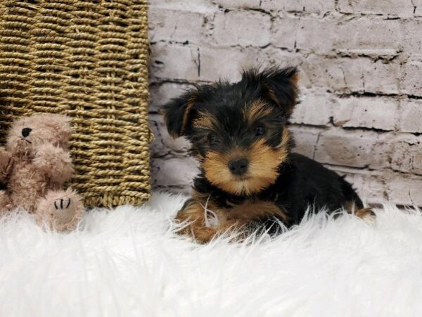 Yorkie DOG Female Black and Tan 5737 Petland Robinson, PA