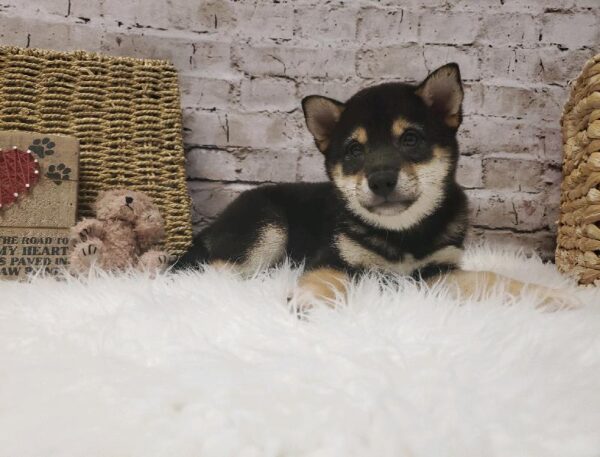 Shiba Inu-DOG-Male-Black and Tan-5736-Petland Robinson, Pittsburgh, PA