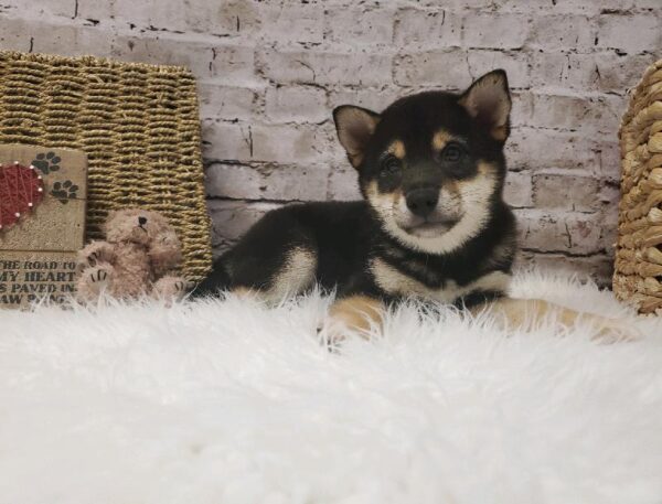 Shiba Inu DOG Male Black and Tan 5736 Petland Robinson, PA