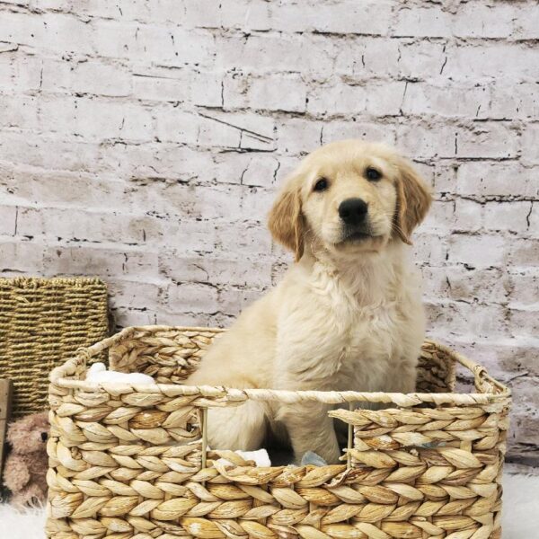 Golden Retriever-DOG-Male-Light Golden-5735-Petland Robinson, Pittsburgh, PA