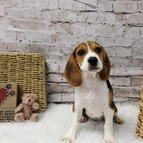 Beagle-DOG-Female-Black Tan and White-5734-Petland Robinson, Pittsburgh, PA