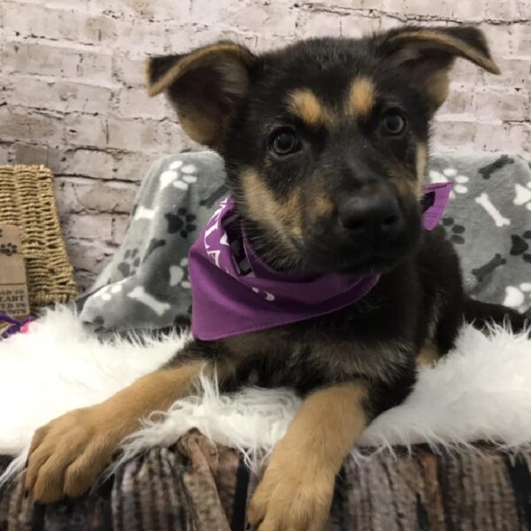 German Shepherd DOG Female Black / Tan 5766 Petland Robinson, PA