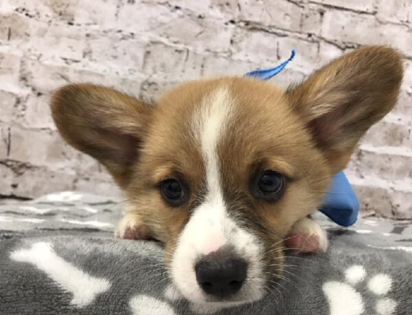 Pembroke Welsh Corgi DOG Male Sable / White 5765 Petland Robinson, PA