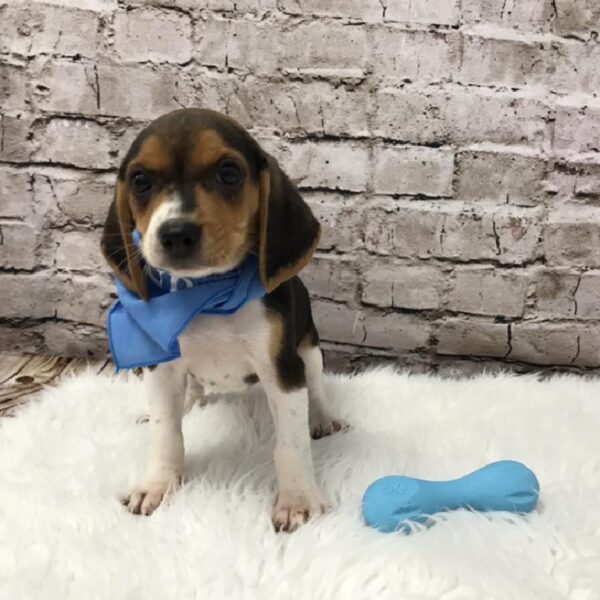 Beagle-DOG-Male-Black White / Tan-5764-Petland Robinson, Pittsburgh, PA
