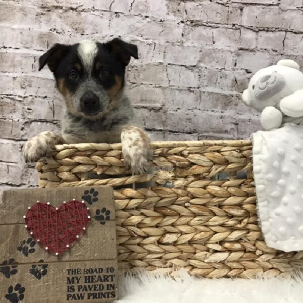 Australian Cattle Dog-DOG-Male-Black / Tan-5763-Petland Robinson, Pittsburgh, PA