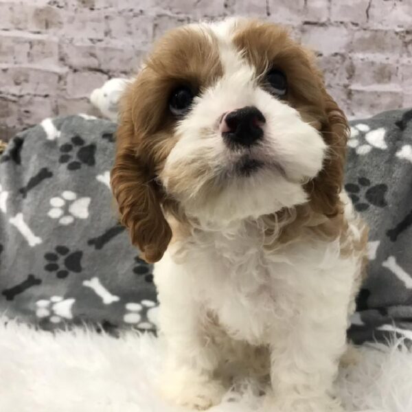 Cavapoo-DOG-Male-Blenheim-5762-Petland Robinson, Pittsburgh, PA