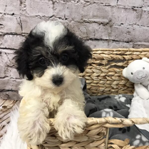 Poodle-DOG-Female-Black-5760-Petland Robinson, PA