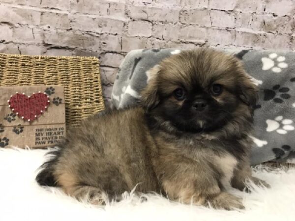 Pekingese DOG Male Sable 5756 Petland Robinson, PA