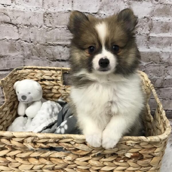 Pomeranian DOG Male Orange Sable 5755 Petland Robinson, PA