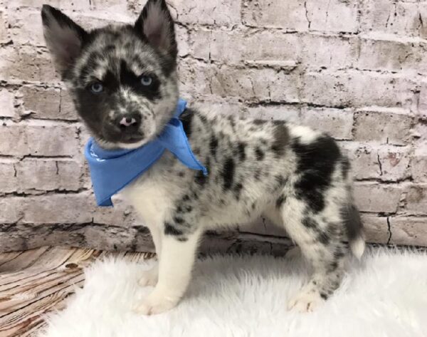 Pomsky-DOG-Female-Blue Merle-5753-Petland Robinson, PA