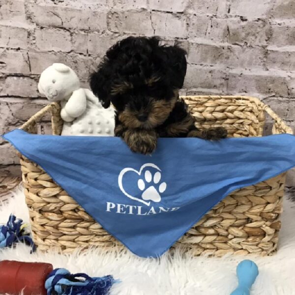 Yorkie-Poo-DOG-Male-Black / Tan-5761-Petland Robinson, Pittsburgh, PA